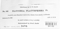 Naucoria platysperma image